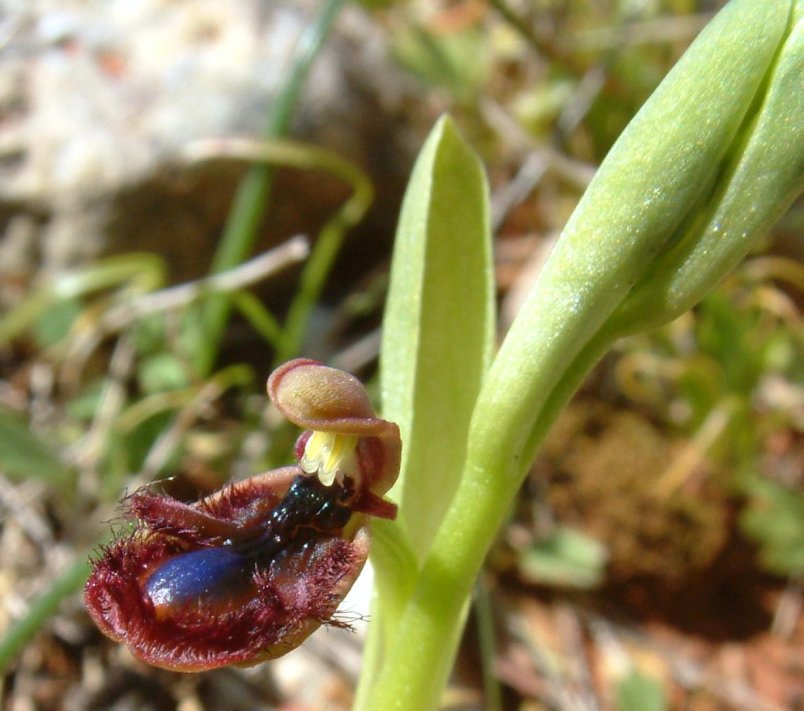 Ophrys regis-ferdinandii